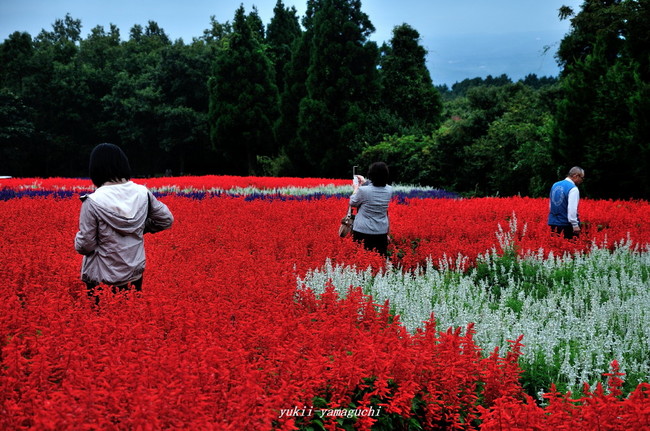 花公園04.jpg