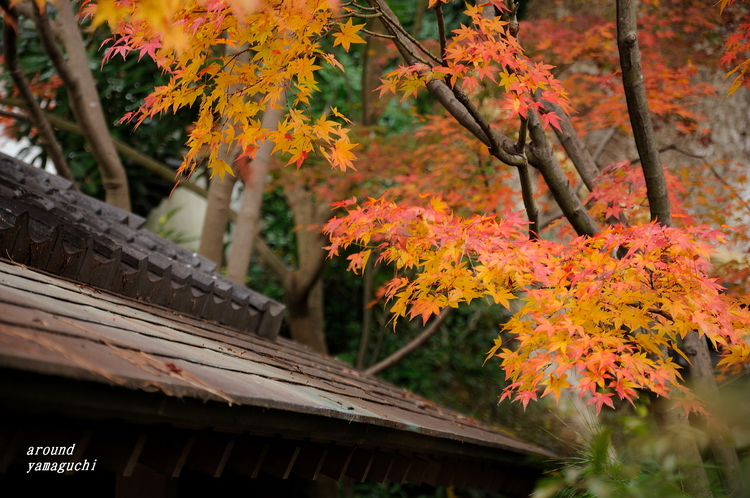芳松庵08.jpg