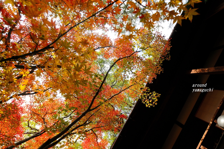 芳松庵09.jpg