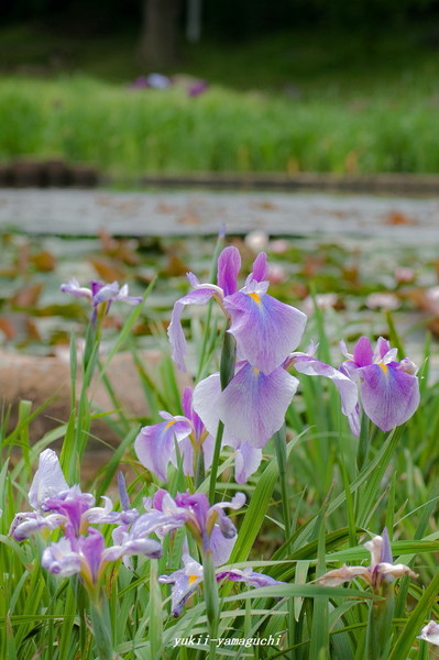 菖蒲園08.jpg