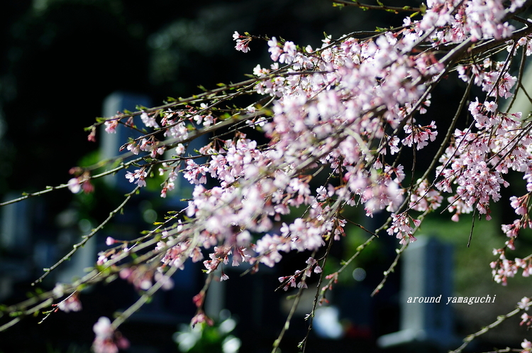 萩・南明寺01.jpg