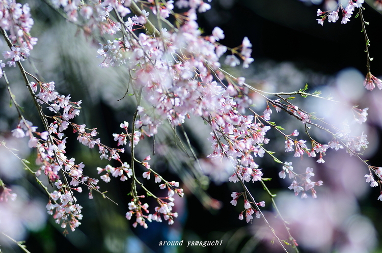 萩・南明寺02.jpg