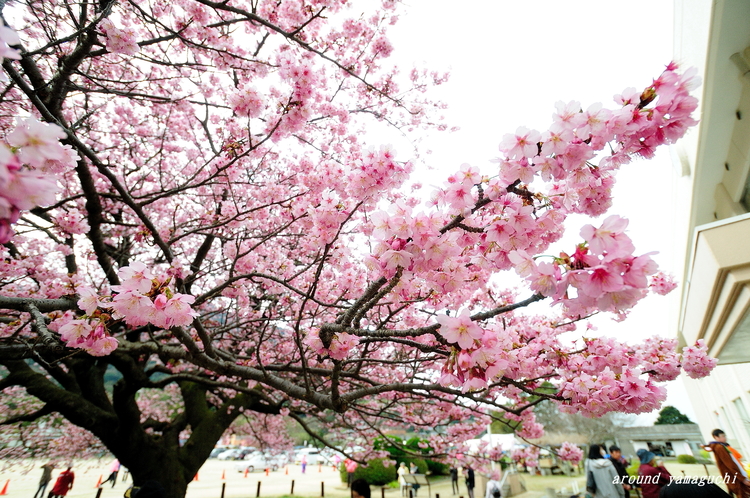 蓬莱桜03.jpg