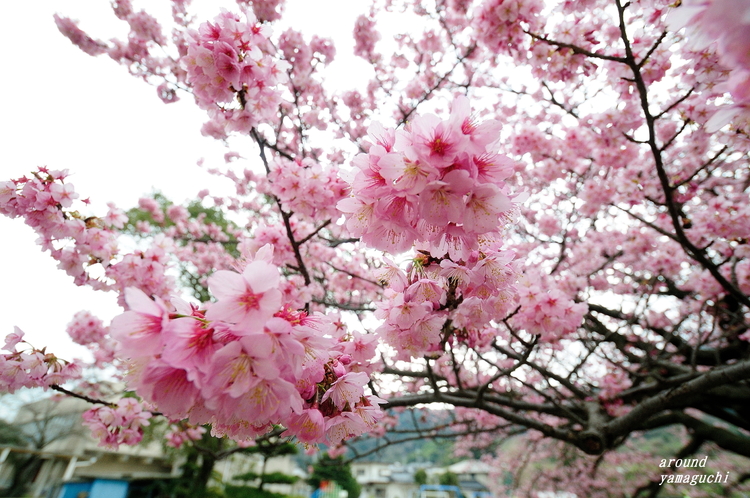 蓬莱桜04.jpg