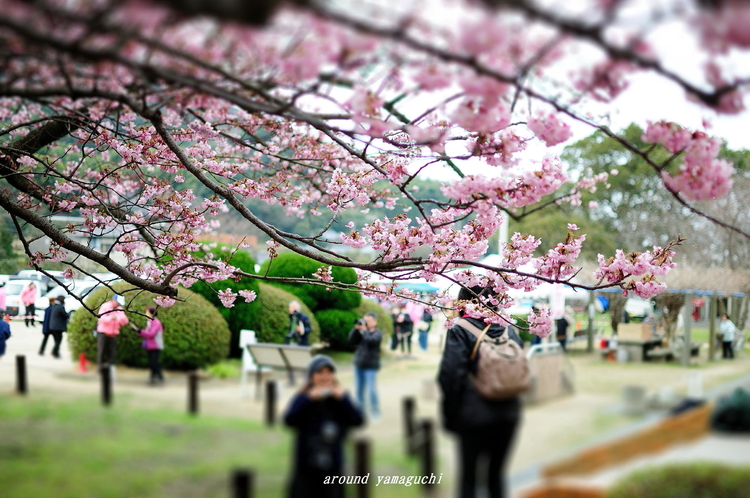 蓬莱桜05.jpg