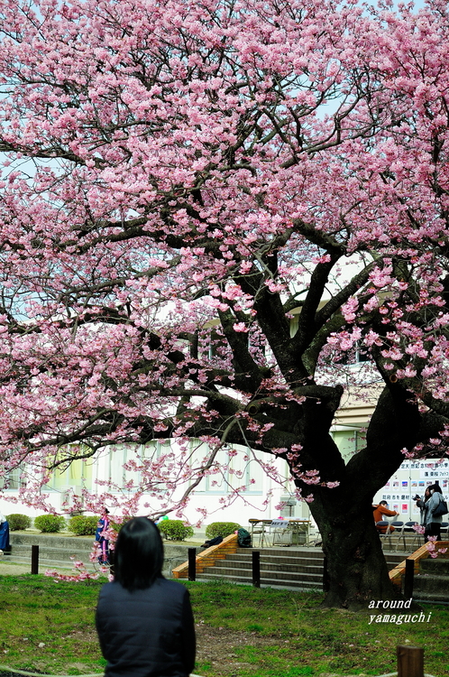 蓬莱桜07.jpg