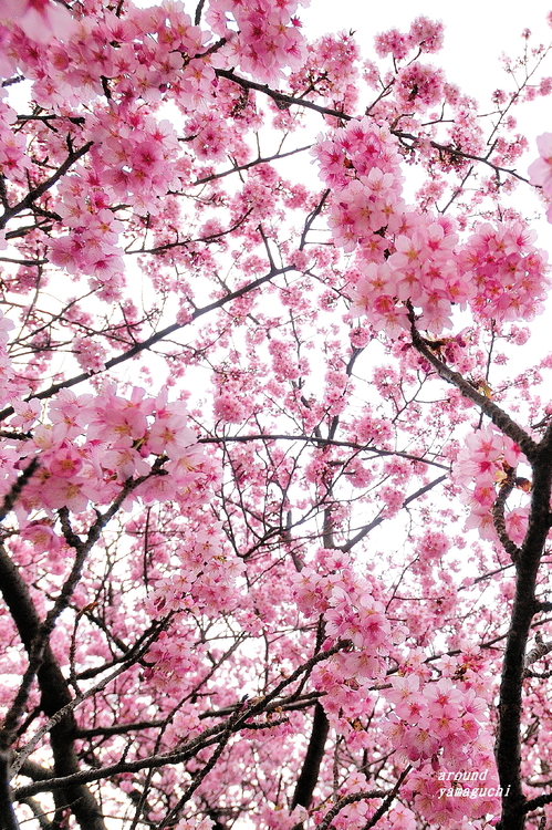 蓬莱桜08.jpg
