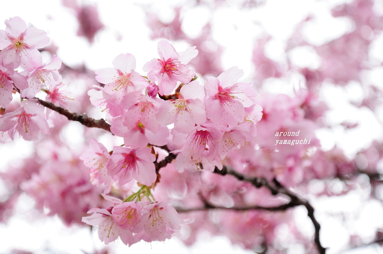 蓬莱桜09.jpg