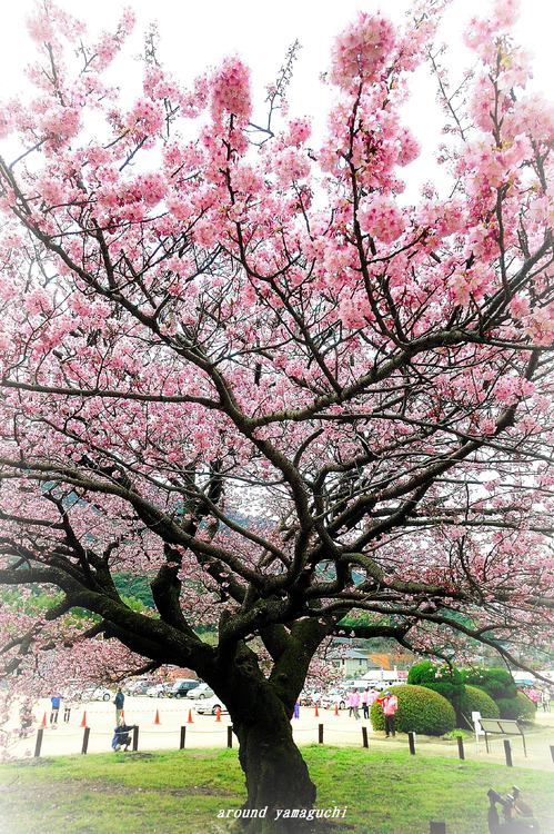 蓬莱桜12.jpg