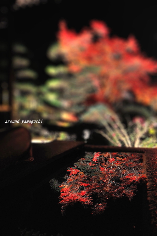 蓮光寺16.jpg