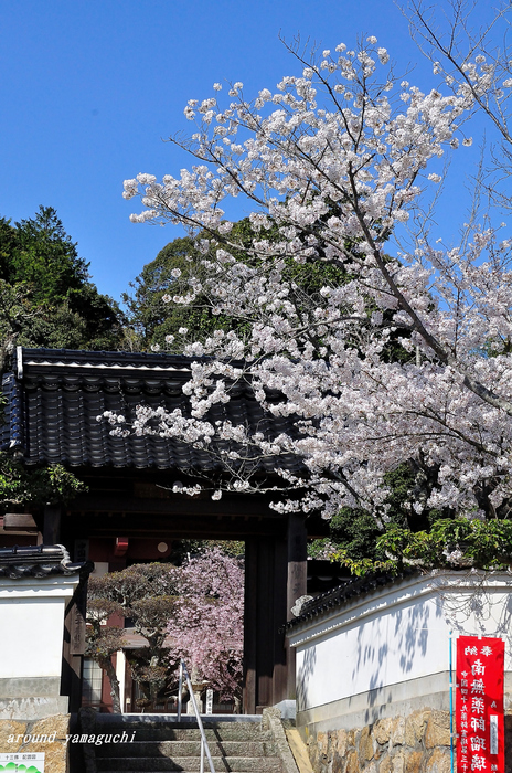 覚天寺さくら02.jpg