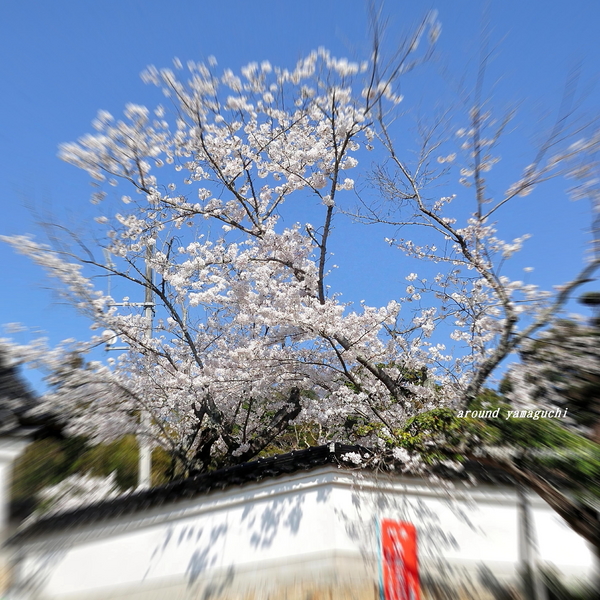 覚天寺さくら04.jpg