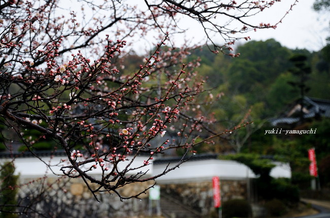 覚天寺梅02.jpg