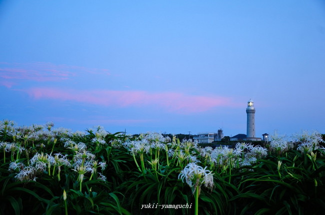 角島17.jpg