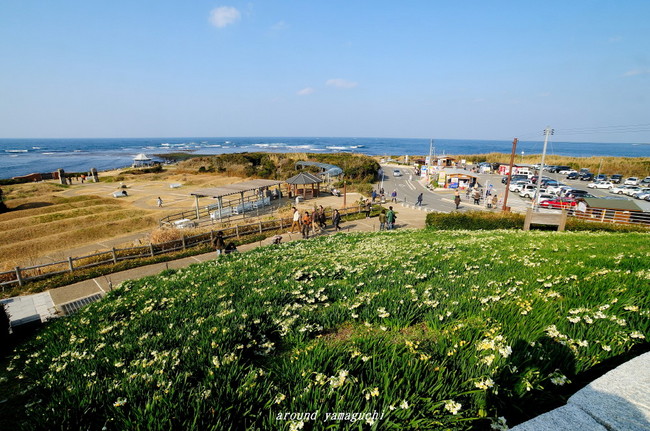角島すいせん11.jpg