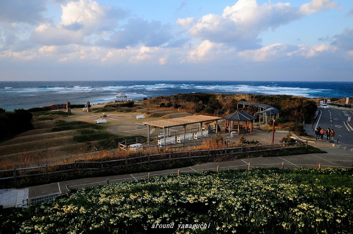 角島すいせん17.jpg