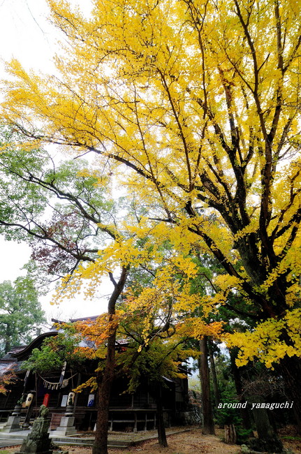金麗社02.jpg