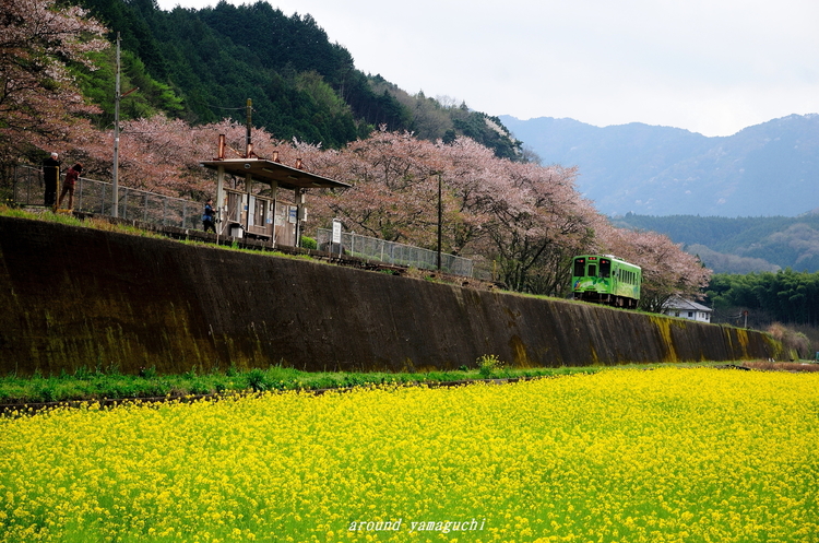 錦川清流線04.jpg
