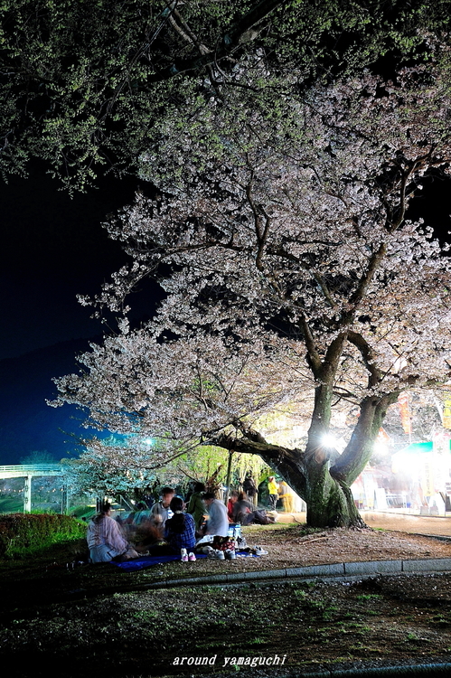 錦帯橋24.jpg