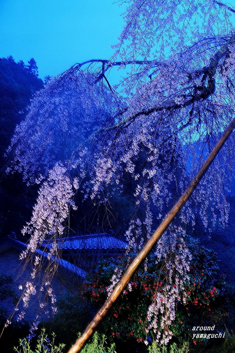 長登枝垂れ08.jpg