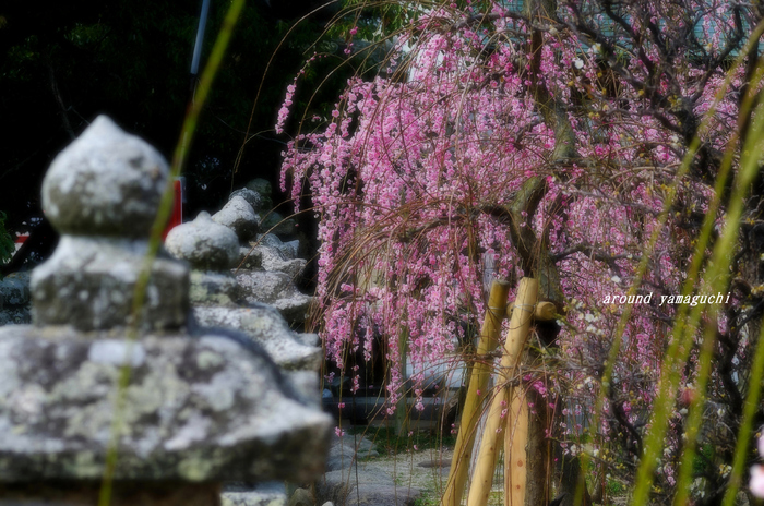 防府天満宮11.jpg