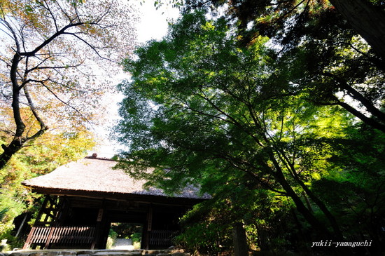 阿弥陀寺01.jpg