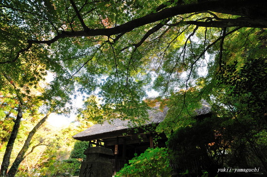 阿弥陀寺01.jpg