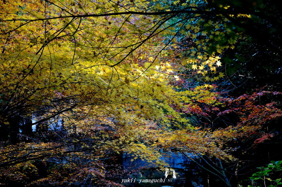 阿弥陀寺05.jpg