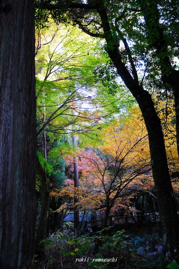 阿弥陀寺07.jpg