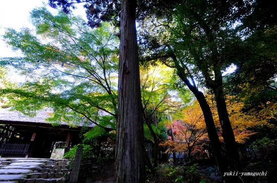 阿弥陀寺08.jpg