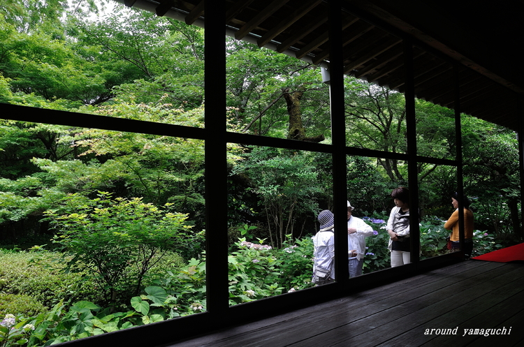 阿弥陀寺あじさい05.jpg