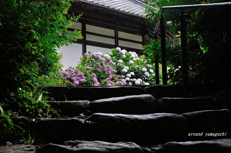 阿弥陀寺あじさい08.jpg