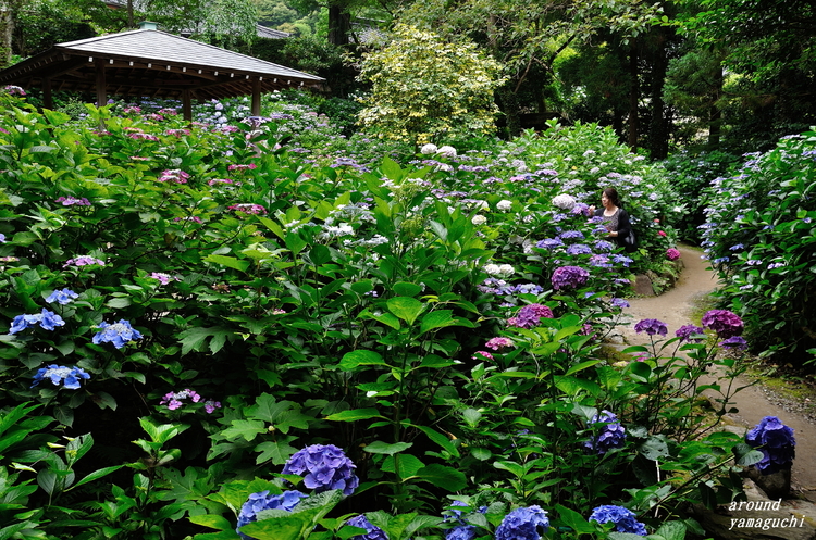 阿弥陀寺あじさい10.jpg