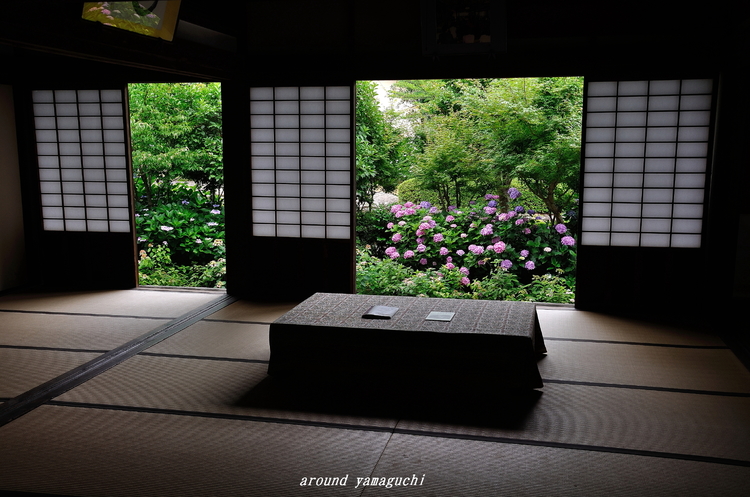 阿弥陀寺あじさい14.jpg