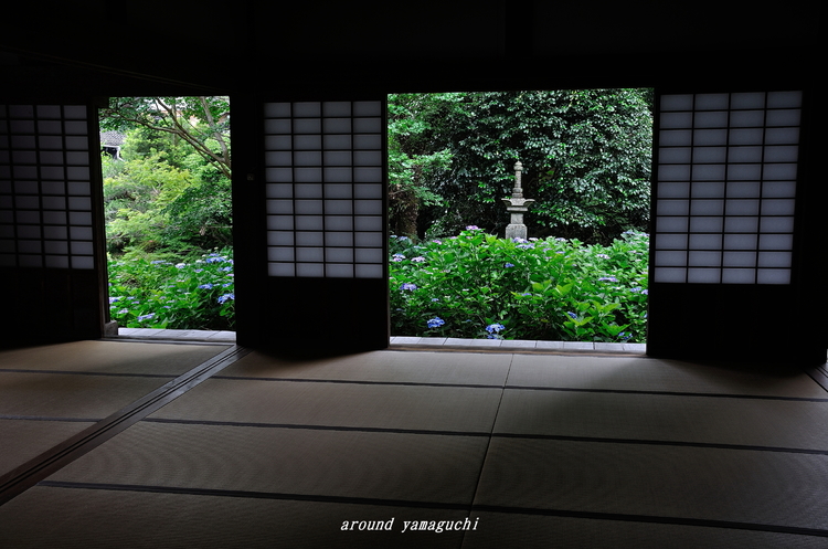 阿弥陀寺あじさい17.jpg