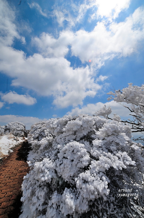 鶴見岳霧氷20.jpg