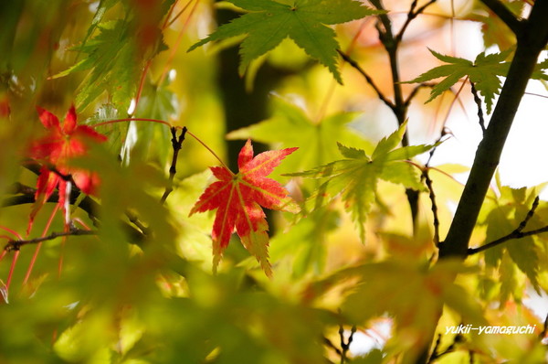 鹿野漢陽寺07.jpg